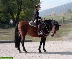 Bild 5: Ausbildung Jungpferde, Western Basics/Horsemanship