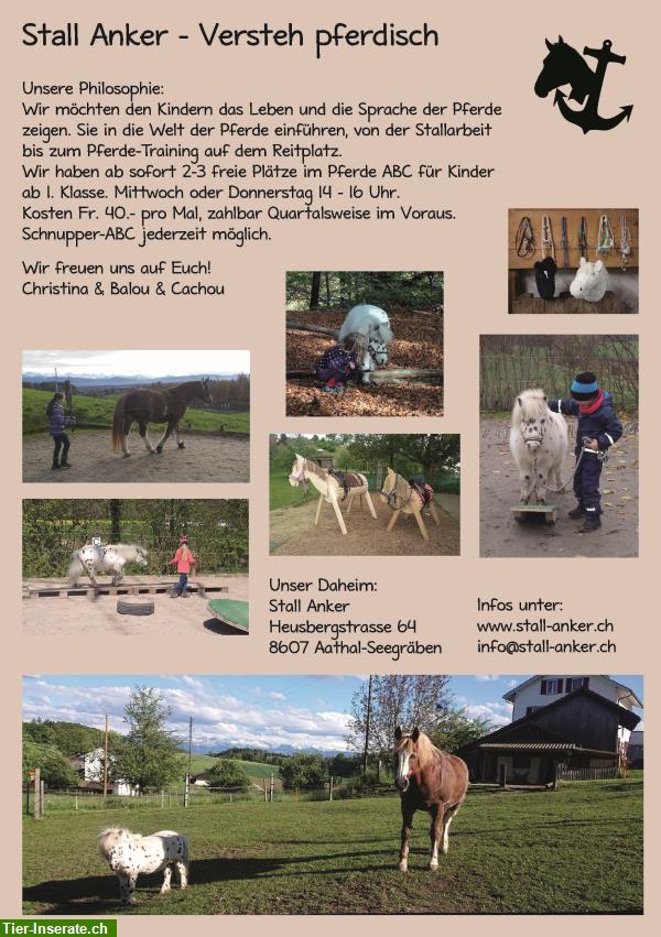 Pferde-ABC & Bodenarbeit für Kinder & Erwachsene im Züri Oberland