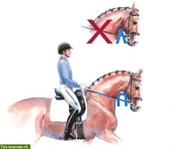 Bild 1: Besser reiten mit inneren Bildern