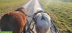 Bild 3: Einfahrtraining mit Kutsche/Sulky f&#252;r ihr Pony