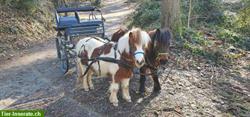 Bild 4: Einfahrtraining mit Kutsche/Sulky f&#252;r ihr Pony