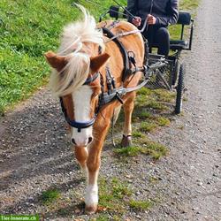 Bild 5: Einfahrtraining mit Kutsche/Sulky f&#252;r ihr Pony