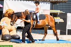Bild 1: Ponyschule bietet Einzelunterricht f&#252;r Kinder ab sofort