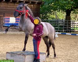 Bodenarbeit für Kids –Spass und Tricks mit Ponys