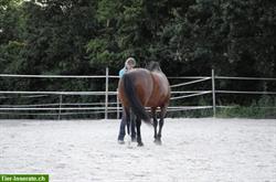 Bild 2: Gymnastizierende Freiheitsdressur f&#252;r Pferde