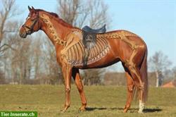Therapie für lahme Pferde ohne klare Diagnose