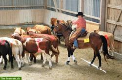 Bild 5: Reitstunden in Western, mit gut ausgebildeten Pferden