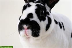 Bild 1: Samtweiche Mini Rex Kaninchen zum Liebhaben