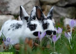 Bild 10: Samtweiche Mini Rex Kaninchen zum Liebhaben