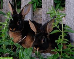 Bild 3: Samtweiche Mini Rex Kaninchen zum Liebhaben
