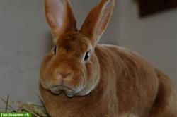 Bild 6: Samtweiche Mini Rex Kaninchen zum Liebhaben