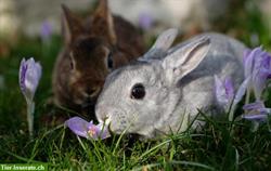 Bild 7: Samtweiche Mini Rex Kaninchen zum Liebhaben