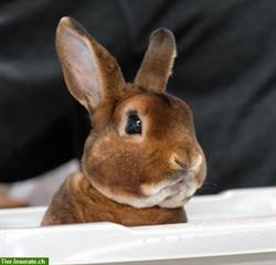 Bild 8: Samtweiche Mini Rex Kaninchen zum Liebhaben