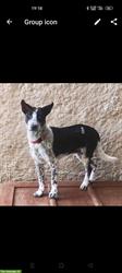 Junger original Bali Dog Rüde zur Adoption