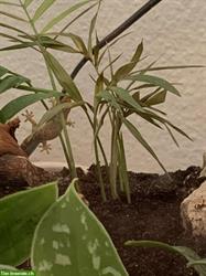 Bild 2: Lebensfreudige Jungferngeckos | Lepidodactylus lugubris abzugeben