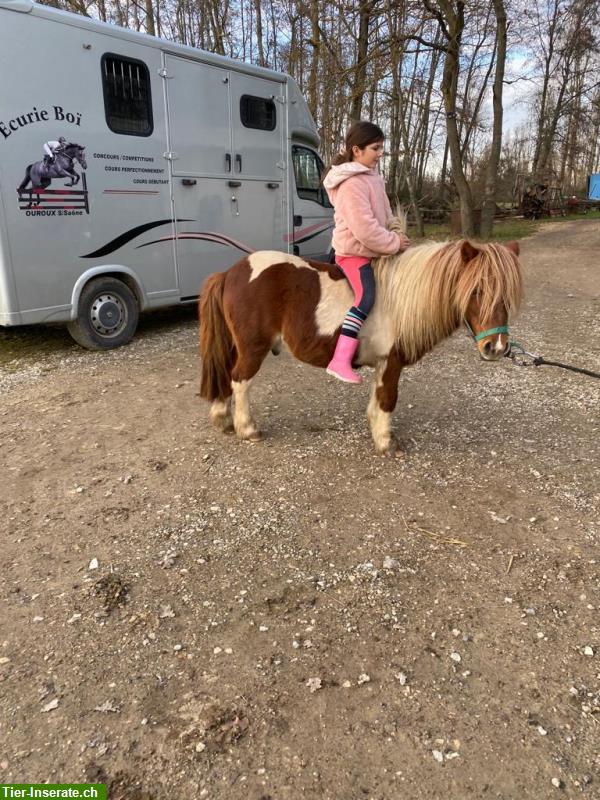 Zwei nette Pony Wallache, 7- und 8-jährig