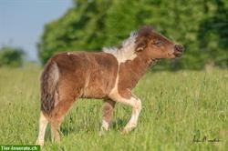 Bild 2: Ponyreiten f&#252;r Kinder ab 3 Jahre bis ... x Jahre auf Ponyhof