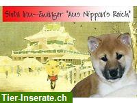 Shiba Inu Welpen in rot für Frühjahr