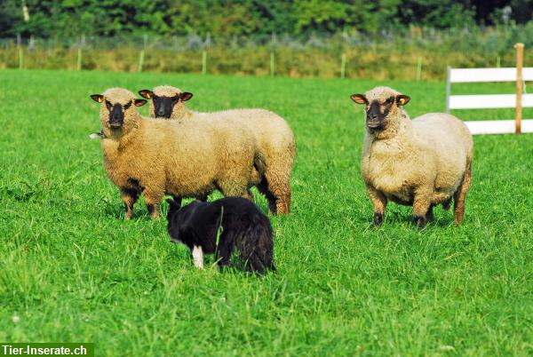 Shropshire Schafe, Auen + Böcke zu verkaufen