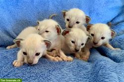 Anhängliche Siam Kätzchen zu verkaufen