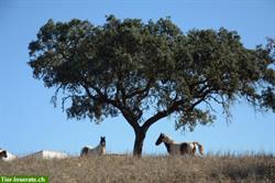 Bild 1: Bieten Praktikum auf Pferdehof in Portugal