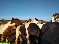 Bild 5: Bieten Praktikum auf Pferdehof in Portugal