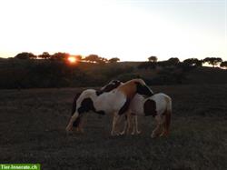Bild 6: Bieten Praktikum auf Pferdehof in Portugal