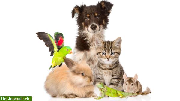 Katzen- & Kleintier-Ferienbetreuung Region Niederhasli bis Glattbrugg