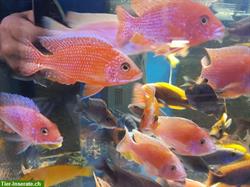 Schöne Red Mammon / Firefish Barsche 3cm - 14cm abzugeben