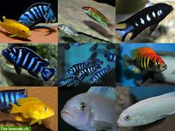 Bild 1: Sehr sch&#246;ne Buntbarsche/Zierfische/Welse zu verkaufen