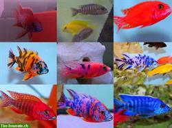 Bild 3: Sehr sch&#246;ne Buntbarsche/Zierfische/Welse zu verkaufen