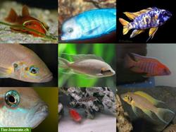 Bild 5: Sehr sch&#246;ne Buntbarsche/Zierfische/Welse zu verkaufen