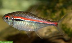 Bild 1: Verschiedene Salmler Nachzuchten abzugeben
