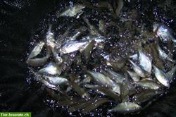 Bild 7: Japan Koi, Teichmuscheln, Edelkrebse, Biotopfische vom Koicenter Schafflund