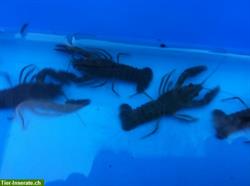Bild 9: Japan Koi, Teichmuscheln, Edelkrebse, Biotopfische vom Koicenter Schafflund