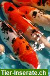 Fördefisch.de - Koi Teichfische, Biotopfische aus deutscher Zucht