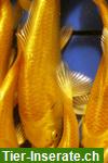 Bild 2: Fa.F&#246;rdefisch biete Teichmuscheln in verschiedenen Gr&#246;ssen