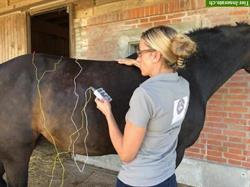 Bild 2: Mobile Tierarzt Akupunktur, Chiropraktik/Osteopathie, Pferdezahnbehandlung