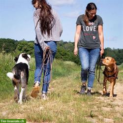 Bild 2: Dogwards - Hundeschule und Hundebetreuung