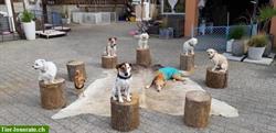 Bild 1: Hundehotel Paradies SG ist spezialisiert auf kleine Hunde bis 10kg