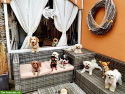 Bild 3: Hundehotel Paradies SG ist spezialisiert auf kleine Hunde bis 10kg