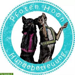 Bild 1: Pfoten Hoch Hundebetreuung in Niederhasli ZH