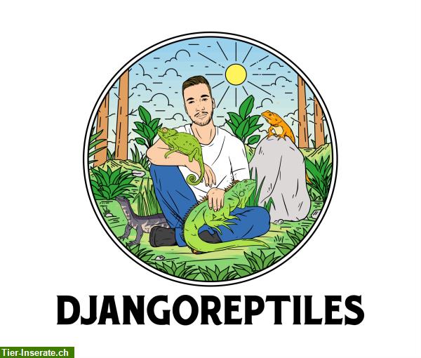 DjangoReptiles Onlineshop für Terraristik Produkte
