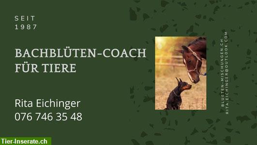 Dein Bachblüten-Coach für Pferde und Hunden