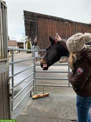 Tierkinesiologie AP / Kinesiologie für Tiere