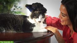Bild 2: Katzen, Tierhaar Handschuh, Tierhaarentferner, entfernt lose Haare massiert