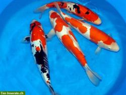 Bild 3: Koifutter, Teichfischfutter, St&#246;rfutter von Aquarius, Tetra, JBL