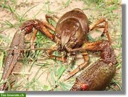 Bild 4: Koifutter, Teichfischfutter, St&#246;rfutter von Aquarius, Tetra, JBL