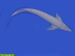 Bild 5: Koifutter, Teichfischfutter, St&#246;rfutter von Aquarius, Tetra, JBL