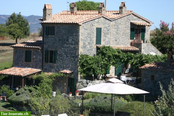 Urlaub mit Hund in der Toskana, Italien Tierinserat 282389